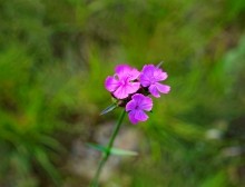 Памятник природы "Обнажение горных пород", Каменно-угольный период, Железная дорога Лихая - Изварино