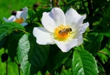 Памятник природы разнотравно-типчаково-ковыльная степь в хуторе Заполосный