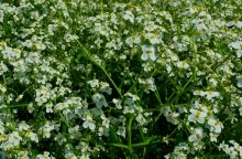 Памятник природы разнотравно-типчаково-ковыльная степь в хуторе Заполосный