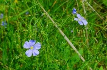 Памятник природы разнотравно-типчаково-ковыльная степь в хуторе Заполосный