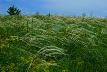 Памятник природы разнотравно-типчаково-ковыльная степь в хуторе Заполосный