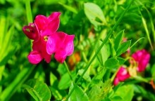 Памятник природы разнотравно-типчаково-ковыльная степь в хуторе Заполосный