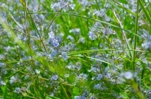 Памятник природы разнотравно-типчаково-ковыльная степь в хуторе Заполосный