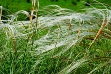 Памятник природы разнотравно-типчаково-ковыльная степь в хуторе Заполосный