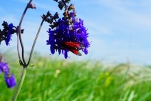 Памятник природы разнотравно-типчаково-ковыльная степь в хуторе Заполосный