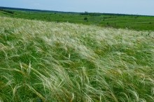 Памятник природы разнотравно-типчаково-ковыльная степь в хуторе Заполосный