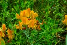 Памятник природы разнотравно-типчаково-ковыльная степь в хуторе Заполосный