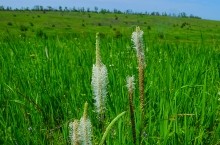 Памятник природы разнотравно-типчаково-ковыльная степь в хуторе Заполосный