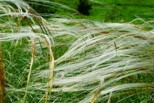 Памятник природы разнотравно-типчаково-ковыльная степь в хуторе Заполосный