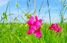 Памятник природы разнотравно-типчаково-ковыльная степь в хуторе Заполосный