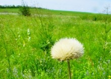 Памятник природы разнотравно-типчаково-ковыльная степь в хуторе Заполосный