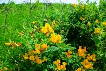 Памятник природы разнотравно-типчаково-ковыльная степь в хуторе Заполосный