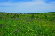 Памятник природы разнотравно-типчаково-ковыльная степь в хуторе Заполосный