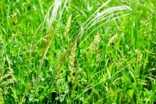 Памятник природы разнотравно-типчаково-ковыльная степь в хуторе Заполосный