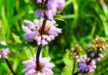 Памятник природы разнотравно-типчаково-ковыльная степь в хуторе Заполосный