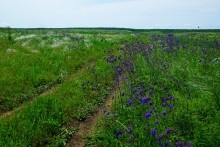 Памятник природы разнотравно-типчаково-ковыльная степь в хуторе Заполосный