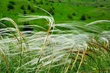 Памятник природы разнотравно-типчаково-ковыльная степь в хуторе Заполосный