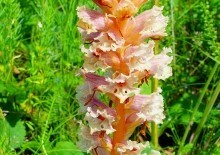 Памятник природы разнотравно-типчаково-ковыльная степь в хуторе Заполосный