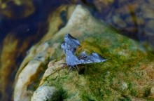 Песчанная радуга цимлянских берегов, Древние берега Цимлы, Цимлянские обрывы