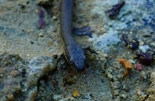 Песчанная радуга цимлянских берегов, Древние берега Цимлы, Цимлянские обрывы