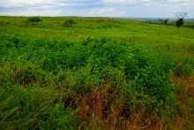 Верхнесазонов, исчезнувший хутор, долина камней, развалины исчезнувшего хутора Верхнесазонов