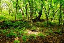 Верхнесазонов, исчезнувший хутор, долина камней, развалины исчезнувшего хутора Верхнесазонов