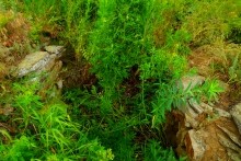 Верхнесазонов, исчезнувший хутор, долина камней, развалины исчезнувшего хутора Верхнесазонов