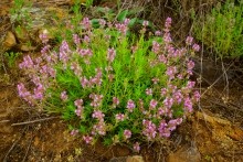 Верхнесазонов, исчезнувший хутор, долина камней, развалины исчезнувшего хутора Верхнесазонов, чабрец