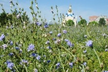 Цикорий цветок июля