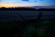 Дорога в травах на закате, на дальние выселки к микрорайону Суворовский.