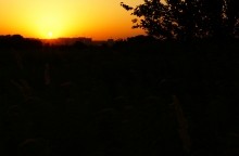 Дорога в травах на закате, на дальние выселки к микрорайону Суворовский.