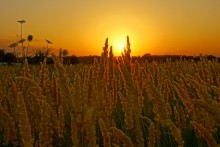 Дорога в травах на закате, на дальние выселки к микрорайону Суворовский.