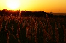 Дорога в травах на закате, на дальние выселки к микрорайону Суворовский.