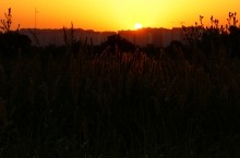 Дорога в травах на закате, на дальние выселки к микрорайону Суворовский.