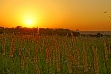 Дорога в травах на закате, на дальние выселки к микрорайону Суворовский.