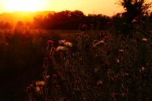 Дорога в травах на закате, на дальние выселки к микрорайону Суворовский.