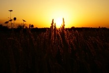 Дорога в травах на закате, на дальние выселки к микрорайону Суворовский.