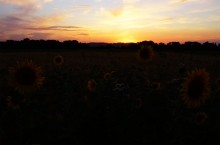 Дорога в травах на закате, на дальние выселки к микрорайону Суворовский.