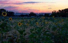 Дорога в травах на закате, на дальние выселки к микрорайону Суворовский.