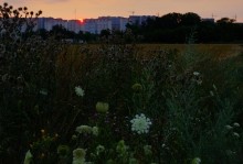 Бал дикой моркови на закате