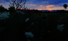 Бал дикой моркови на закате