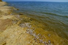 Хутор Рожок на азовском море рядом с которым обнаружены поселения людей каменного века. Замор бычка в азовском море