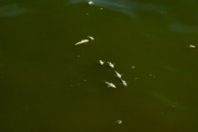 Хутор Рожок на азовском море рядом с которым обнаружены поселения людей каменного века. Замор бычка в азовском море