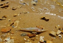 Хутор Рожок на азовском море рядом с которым обнаружены поселения людей каменного века. Замор бычка в азовском море