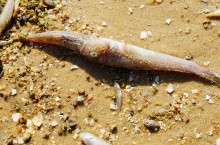 Хутор Рожок на азовском море рядом с которым обнаружены поселения людей каменного века. Замор бычка в азовском море