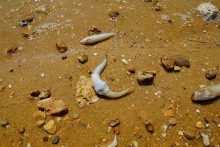 Хутор Рожок на азовском море рядом с которым обнаружены поселения людей каменного века. Замор бычка в азовском море