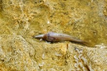 Хутор Рожок на азовском море рядом с которым обнаружены поселения людей каменного века. Замор бычка в азовском море