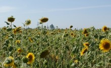 Воскресенский Войсковой собор. Старочеркасск.