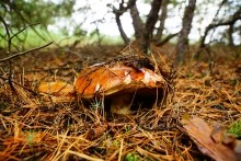 Станица Еланская. Дон и живописные окрестности.