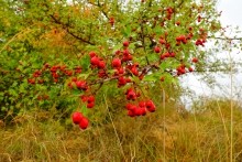Осень в Золотых горках - удивительном памятнике природы ростовской области. 